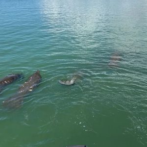 Manatees swimming near a boat with a bridge and cityscape in the background.